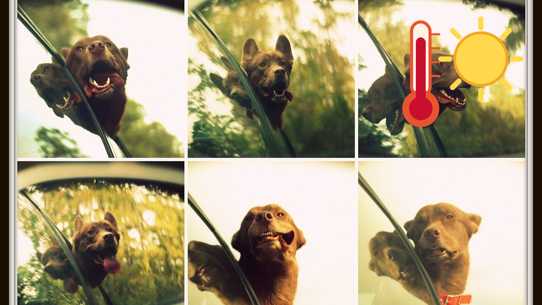 Child or Pet Trapped in a Hot Car: What to Do in the First 10 Minutes